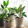 Plant Plastic Moss Pole Moss Supports Climbing Plant Poles Tortoise