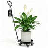 12inch Heavy Duty Wheeled Plant Caddy with Handle,Supports up to