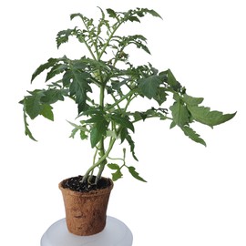 Unique Gardener Plant-It Starters Plant Seeds 4-Pack, DIY Indoor Succulents and Live Plants for Home or Garden Planting, Grape Tomato