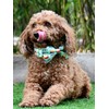 Stud Muffin Dog Bow Tie Dog Collar Accessory, Detachable Bowtie,