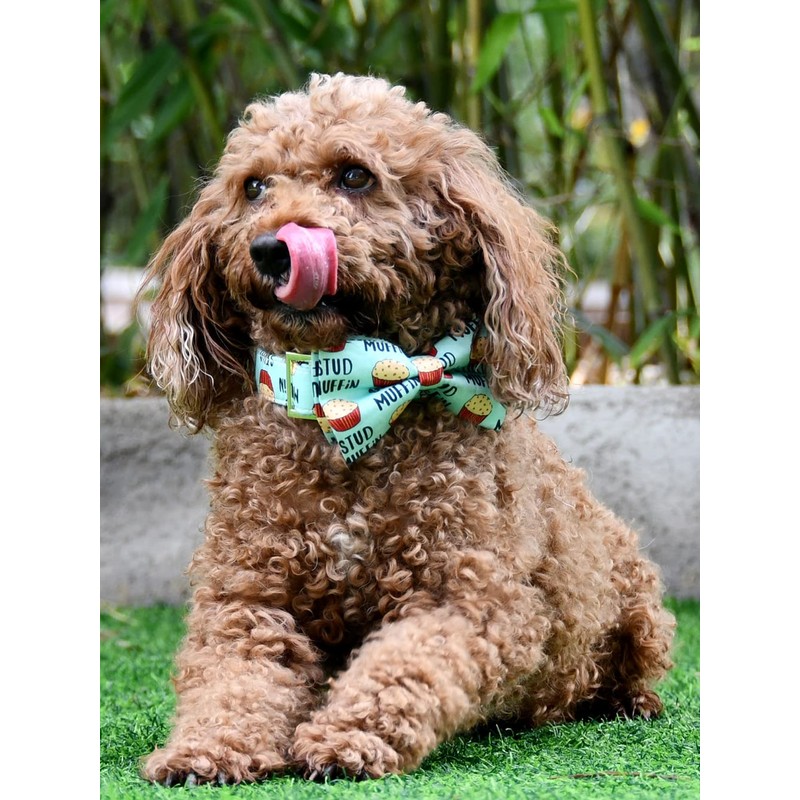 Stud Muffin Dog Bow Tie Dog Collar Accessory, Detachable Bowtie,