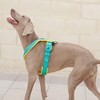 BullyBillows Slip-On Dog Harness - Foam Padded, Neoprene-Lined, Adjustable, Non-Restrictive