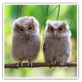 Square Stickers (Set of 2) 7.5cm - Cute Baby Owls Wild Nature Laptop Tablet Luggage Scrapbook #2322