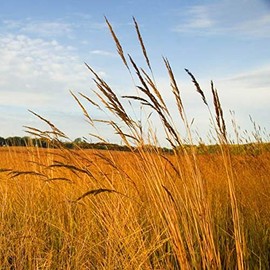 Outsidepride Tall Native Grass Seed Mix of Bluestems, Switchgrass, & Indian Grass Seeds - 5 LBS