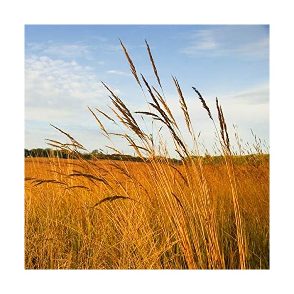 Outsidepride Tall Native Grass Seed Mix of Bluestems, Switchgrass, &