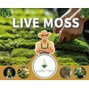 LUCKY PLANT Live Moss for Reptiles - Terrarium Moss for