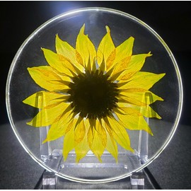 3.9" Real Golden Sunflower in Crystal Clear Lucite Resin Specimen Office Home Table Wall Kitchen Party Decor Botanist Herb Herbarium Paperweight Botany Display Collection Gift + Stand