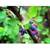 CZ Grain 30 Saskatoon Serviceberry Seeds for Planting Amelanchier alnifolia