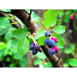 CZ Grain 30 Saskatoon Serviceberry Seeds for Planting Amelanchier alnifolia