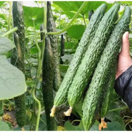 Nygardenia 60pcs Asian Suyo Long Cucumber Seeds - Heirloom, Non-GMO, China Long Hybrid