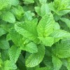 Spearmint 5ml Incent Essential Oil Essential Oil