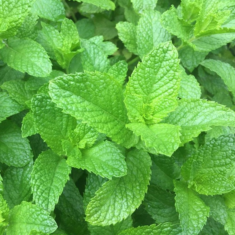 Spearmint 5ml Incent Essential Oil Essential Oil