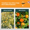 32oz Citrus Fertilizer - Makes 32 Gallons of 2-in-1 Citrus
