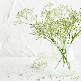 White BABY'S BREATH SEEDS  500+ White Flowers (Gypsophila Elegans) | Drought Tolerant