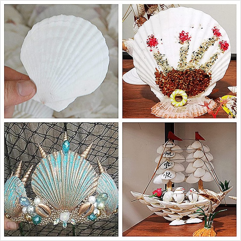 Scallop Shells Approx. 2.2 - 2.8 inches (5 - 7