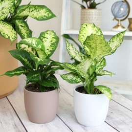4" Dieffenbachia Live Plant 4PK, Dumb Cane Plant Live Plants Indoor Plants Live Houseplants Live Indoor Plants Live, Plant Decor, Real Plants Indoor House Plants, Plant Room Decor by Plants for Pets
