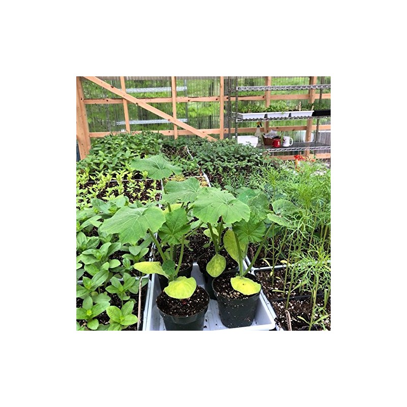 1010 Microgreen Tray, White No Hole 10 Pack Extra Strength