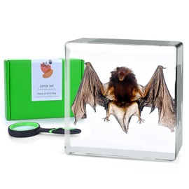 Real Animal Insect in Resin Bat Hairy Spider Specimen Taxidermy for Science Education, Animal Specimen Collection Home Decoration Biological Sciences Gift for Friends