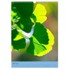 Ginkgo (Wandkalender 2026 DIN A3 hoch), CALVENDO Monatskalender: Ginkgobaum und