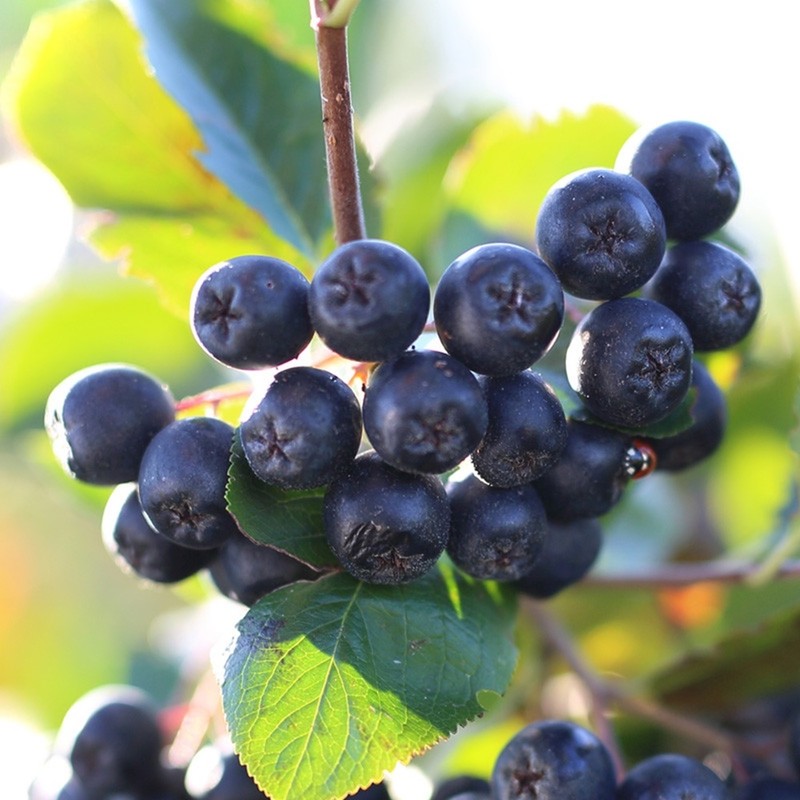 Domestic Aronia Berry Powder Powder Black Chalk Kings King's Fruit