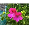 Freshcuts Martha Washington 6 Geranium Cuttings Pelargonium organic rose-pink