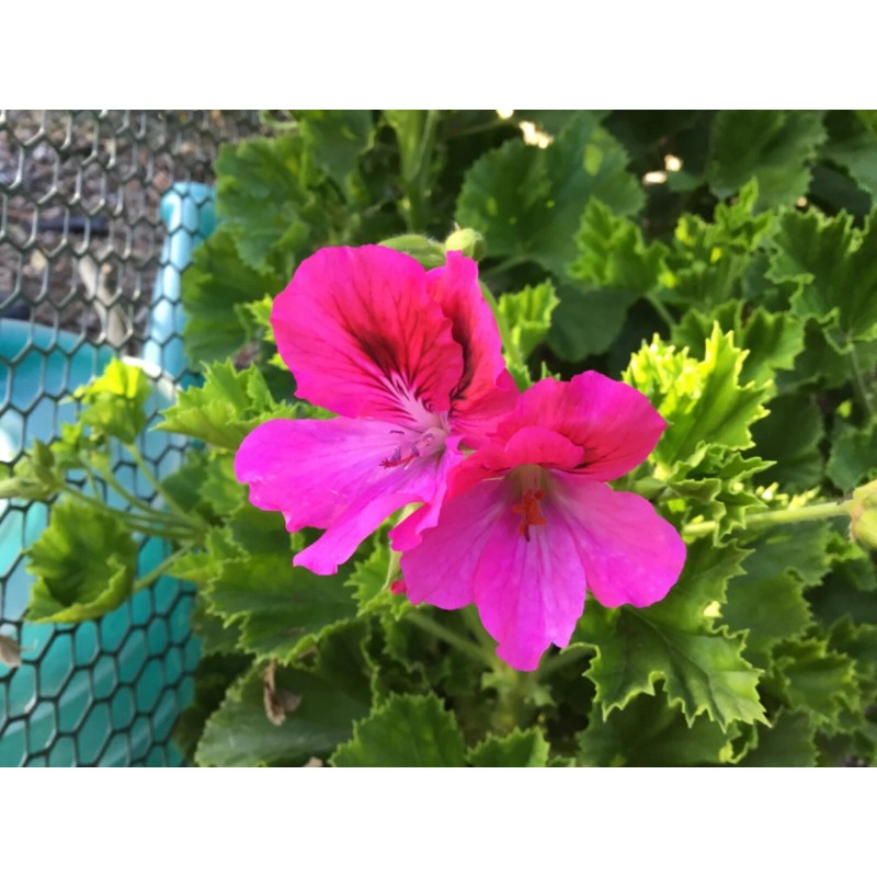 Freshcuts Martha Washington 6 Geranium Cuttings Pelargonium organic rose-pink