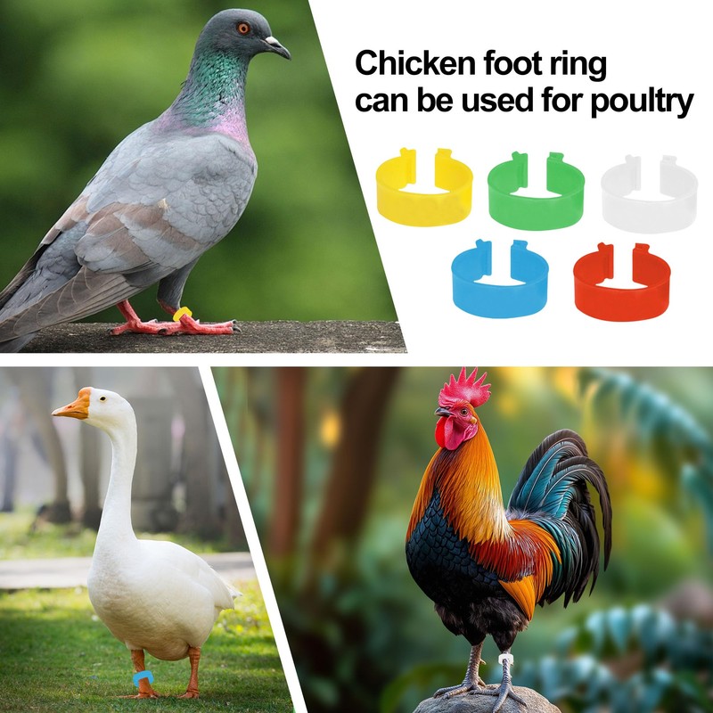 20Pcs Chicken Leg Rings Reusable Chicken Identification Leg Bands Multicoloured