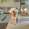 Little Beast Dog Bandanas Adjustable Fit - Cute Dog Pet