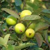 Unbranded White Guava Live Starter Tree - 6-10in Tall -