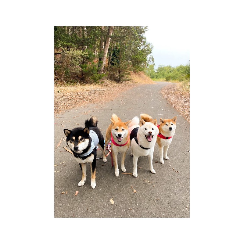 Sleepypod Martingale Dog Harness (Small, Glacier Silver)