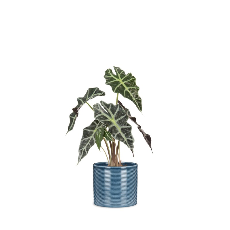 Scheurich Set of 2 Ceramic Flower Pots, Colour: Blue Jeans,