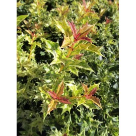 Osmanthus heterophyllus 'Goshiki' (False Holly) Evergreen, #2 - Size Container