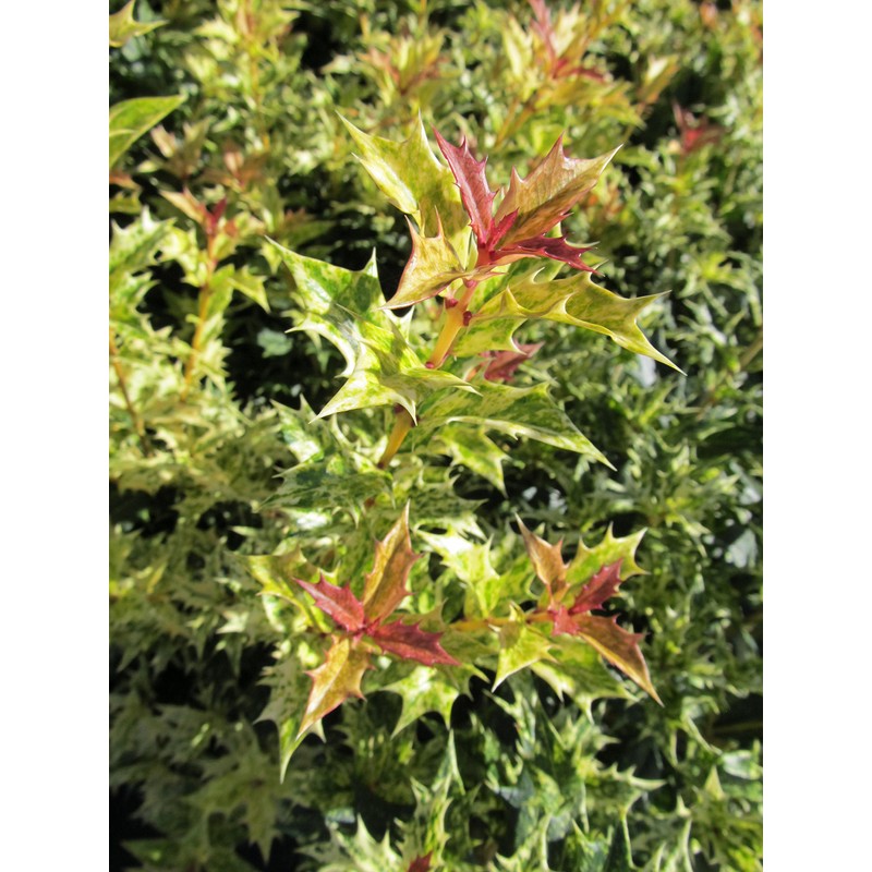 Osmanthus heterophyllus 'Goshiki' (False Holly) Evergreen, #2 - Size Container