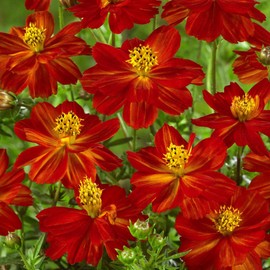 Outsidepride 1000 Seeds Annual Cosmos Sulphureus Red Garden Flower Seeds for Planting