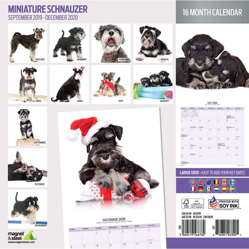 Miniature Schnauzer Modern 2020 Calendar