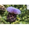 Artichoke Dried Cut Leaves from Italy - Cynara Cardunculus Loose