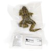 Anatomy Lab Grass Frog Specimen for Dissection, for Biology Classrooms,