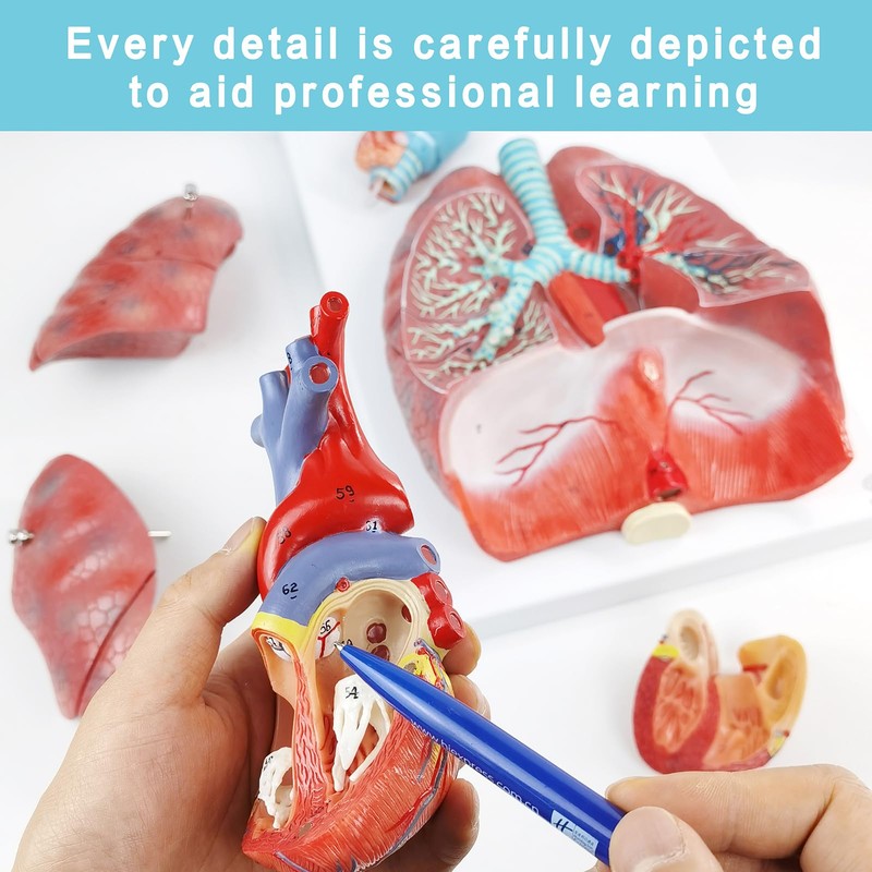 EVOTECH Human Respiratory System Model