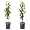 Red Haven Peach Tree, Freestone Pit, Heavy-Bearing, Cold Hardy, 1