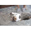 OurPet's Play-N-Squeak Teathered & Feathered Play Wand Cat Toy, for