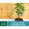 Southern Seeds Eucalyptus, Rainbow Gum Tree seeds (Eucalyptus deglupta)