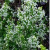 Palm Beach Medicinal Herbs - White Bedstraw (Galium Album) - Packet of 10 Seeds