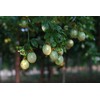 Passion Fruit Seeds for Planting-50 Seeds