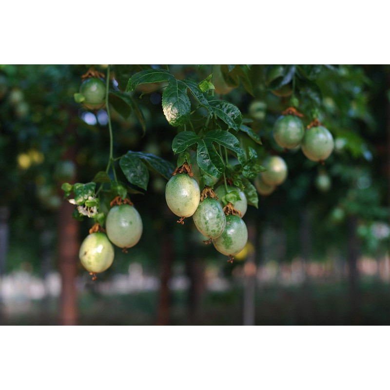 Passion Fruit Seeds for Planting-50 Seeds