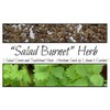 “Salad Burnet” Herb Seeds – Alternative Salad Green and Easy-to-Grow