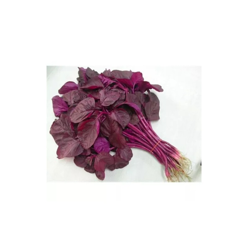 2000+PCS RED SPINACH/ RED AMARANTH SEEDS/ RAU DỀN ĐỎ |
