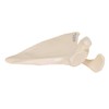 Life-Size Shoulder Blade Model - Shoulder Blade Model - 3B