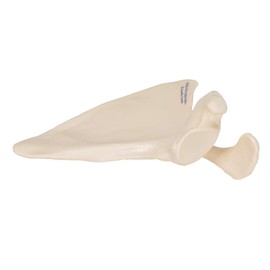 Life-Size Shoulder Blade Model - Shoulder Blade Model - 3B Scientific
