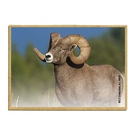 Wildlife Photography Magnet Series – Big Horned Ram Rustic Nature Photography Magnets for Fridge, Office, Cooler, Cabin Decor 2.5 x 3.5 inch (SJT09628)