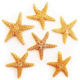 Florida Shells & Gifts - 6 Real Dried Tiny Sugar Starfish (1-2" / 25-50 mm) Beach Arts and Crafts, Coastal Cottage and Nautical Home Decor, Beach Weddings